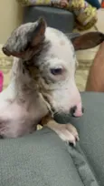 Chico