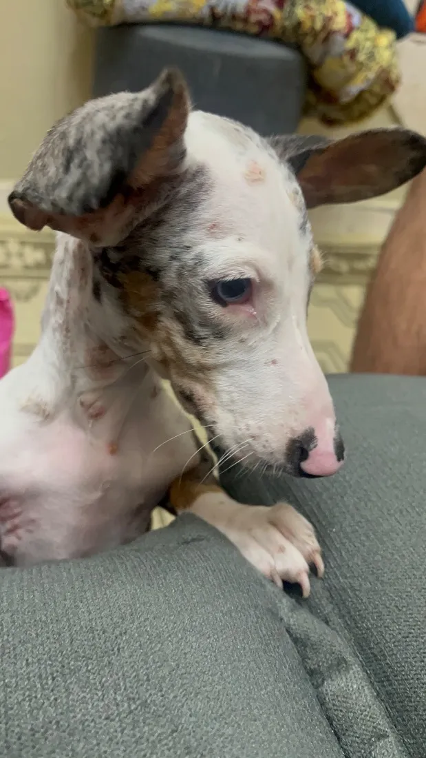 Cachorro raça SRD-ViraLata idade 7 a 11 meses nome Chico