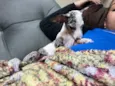 Chico