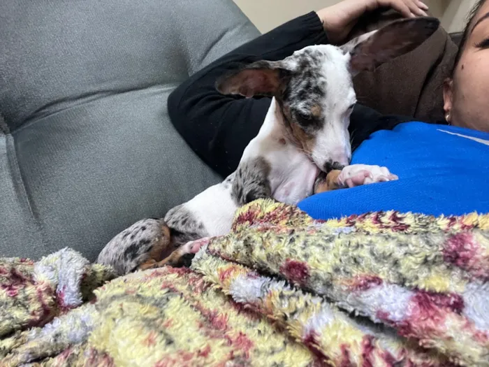 Cachorro raça SRD-ViraLata idade 7 a 11 meses nome Chico