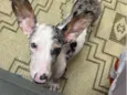 Chico