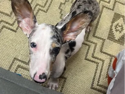 Cachorro raça SRD-ViraLata idade 7 a 11 meses nome Chico