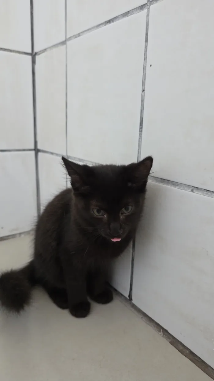 Gato raça SRD-ViraLata idade 2 a 6 meses nome Suga 