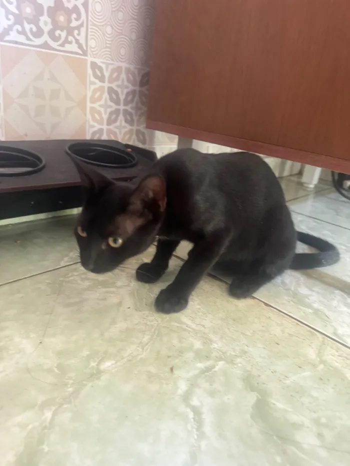 Gato raça SRD-ViraLata idade 2 a 6 meses nome Miguel 