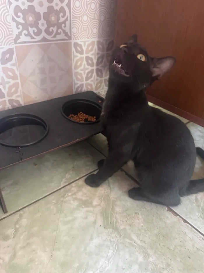 Gato raça SRD-ViraLata idade 2 a 6 meses nome Miguel 