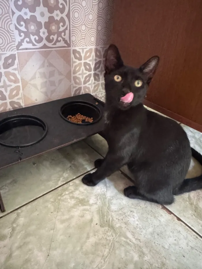 Gato raça SRD-ViraLata idade 2 a 6 meses nome Miguel 