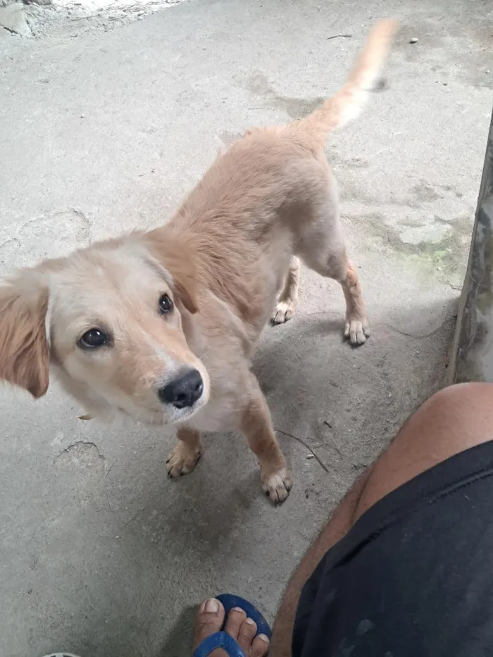 Cachorro raça SRD-ViraLata idade 2 a 6 meses nome Anorak