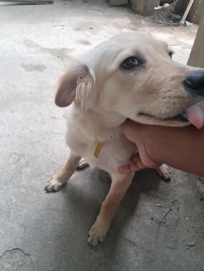Cachorro raça SRD-ViraLata idade 2 a 6 meses nome Anorak