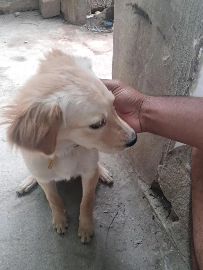 Cachorro raça SRD-ViraLata idade 2 a 6 meses nome Anorak