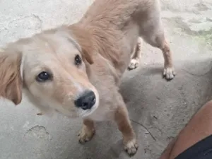 Cachorro raça SRD-ViraLata idade 2 a 6 meses nome Anorak