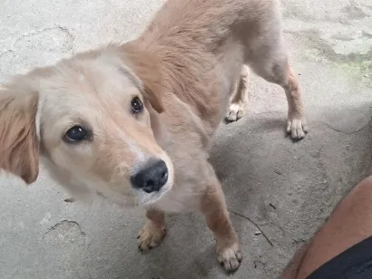 Cachorro raça SRD-ViraLata idade 2 a 6 meses nome Anorak