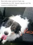 Bob