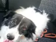 Bob