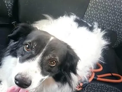 Cachorro raça SRD-ViraLata idade 6 ou mais anos nome Bob