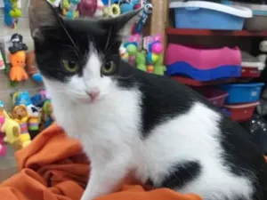 Gato raça SRD-ViraLata idade 5 anos nome Pimenta