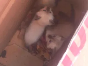 Gato raça SRD-ViraLata idade 2 a 6 meses nome marias