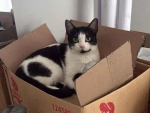 Gato raça SRD-ViraLata idade Abaixo de 2 meses nome Floquinha 