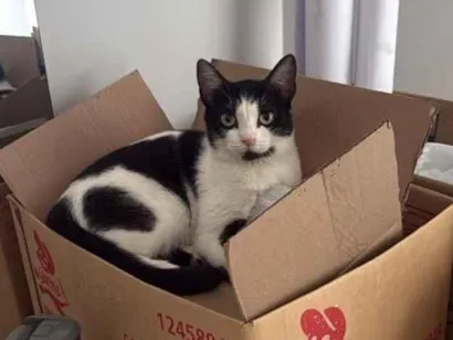 Gato raça SRD-ViraLata idade Abaixo de 2 meses nome Floquinha 