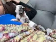 Chico