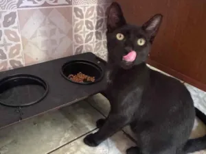 Gato raça SRD-ViraLata idade 2 a 6 meses nome Miguel 