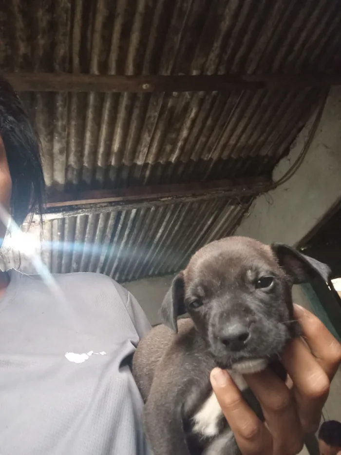 Cachorro raça SRD-ViraLata idade Abaixo de 2 meses nome BIANCA DA SILVA NOGUEIRA