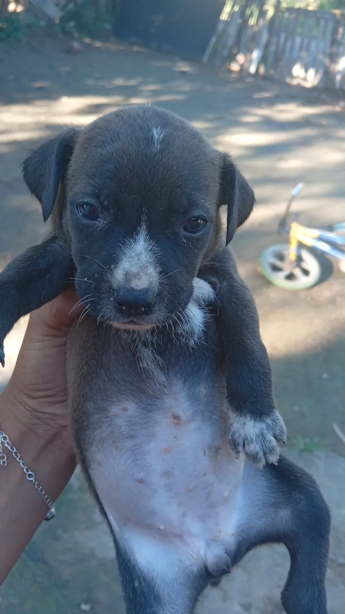 Cachorro raça SRD-ViraLata idade Abaixo de 2 meses nome BIANCA DA SILVA NOGUEIRA
