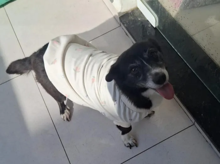 Cachorro raça SRD-ViraLata idade 5 anos nome Luna