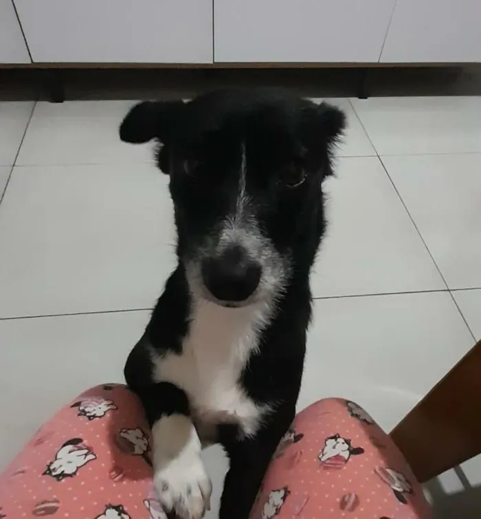 Cachorro raça SRD-ViraLata idade 5 anos nome Luna