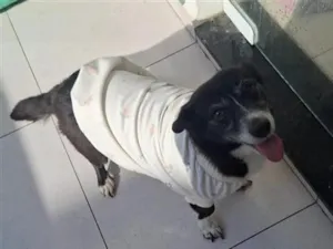 Cachorro raça SRD-ViraLata idade 5 anos nome Luna