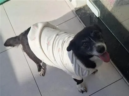 Cachorro raça SRD-ViraLata idade 5 anos nome Luna