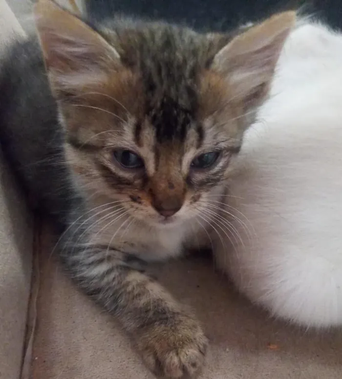 Gato raça SRD-ViraLata idade 2 a 6 meses nome sn