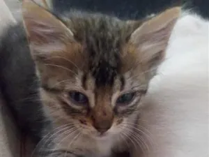 Gato raça SRD-ViraLata idade 2 a 6 meses nome sn