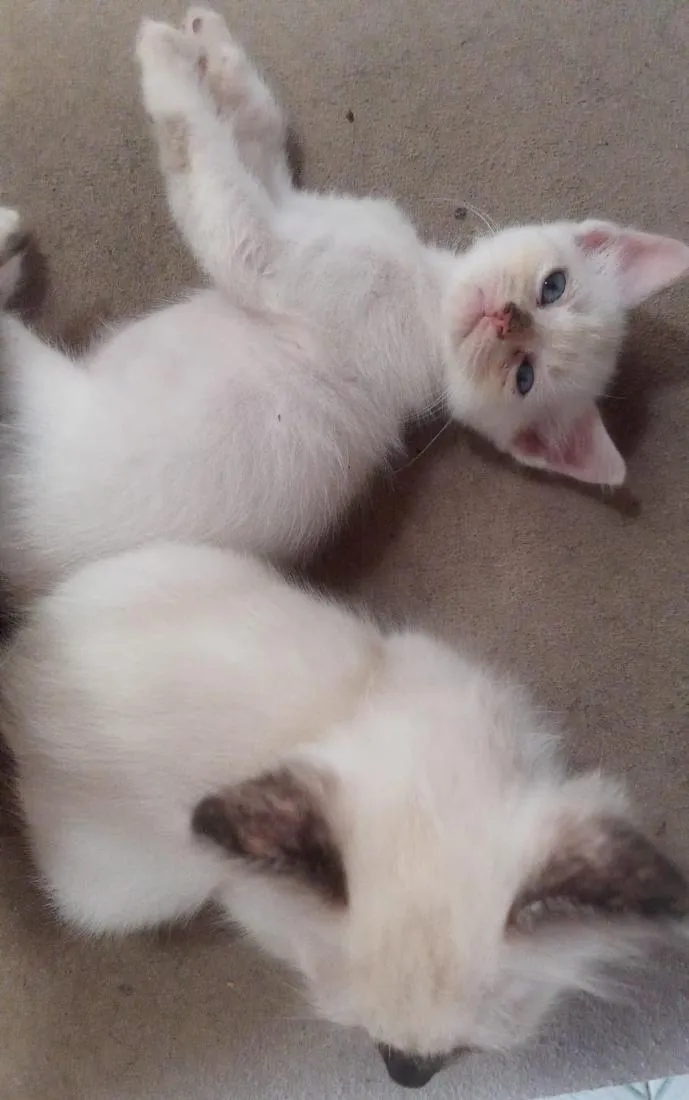Gato raça SRD-ViraLata idade 2 a 6 meses nome sn