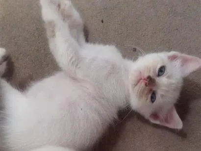 Gato raça SRD-ViraLata idade 2 a 6 meses nome sn