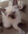 sn