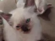 sn