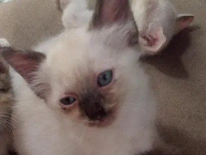 Gato raça SRD-ViraLata idade Abaixo de 2 meses nome sn