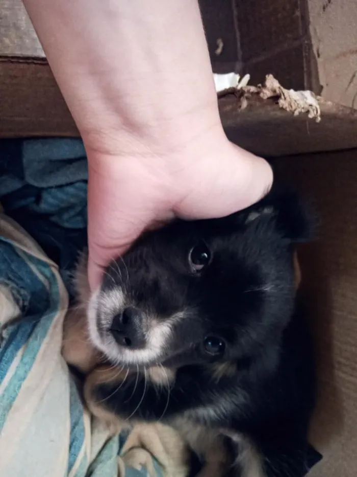 Cachorro raça SRD-ViraLata idade 2 a 6 meses nome não tem nomes