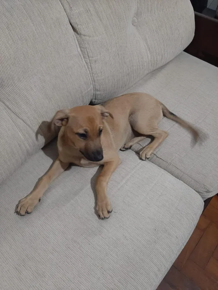 Cachorro raça SRD-ViraLata idade 2 a 6 meses nome Cleyton
