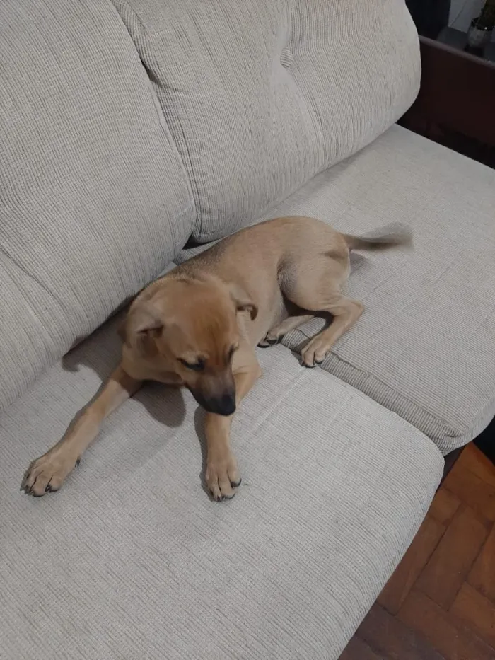 Cachorro raça SRD-ViraLata idade 2 a 6 meses nome Cleyton