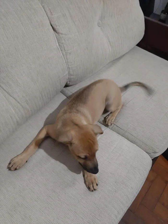 Cachorro raça SRD-ViraLata idade 2 a 6 meses nome Cleyton