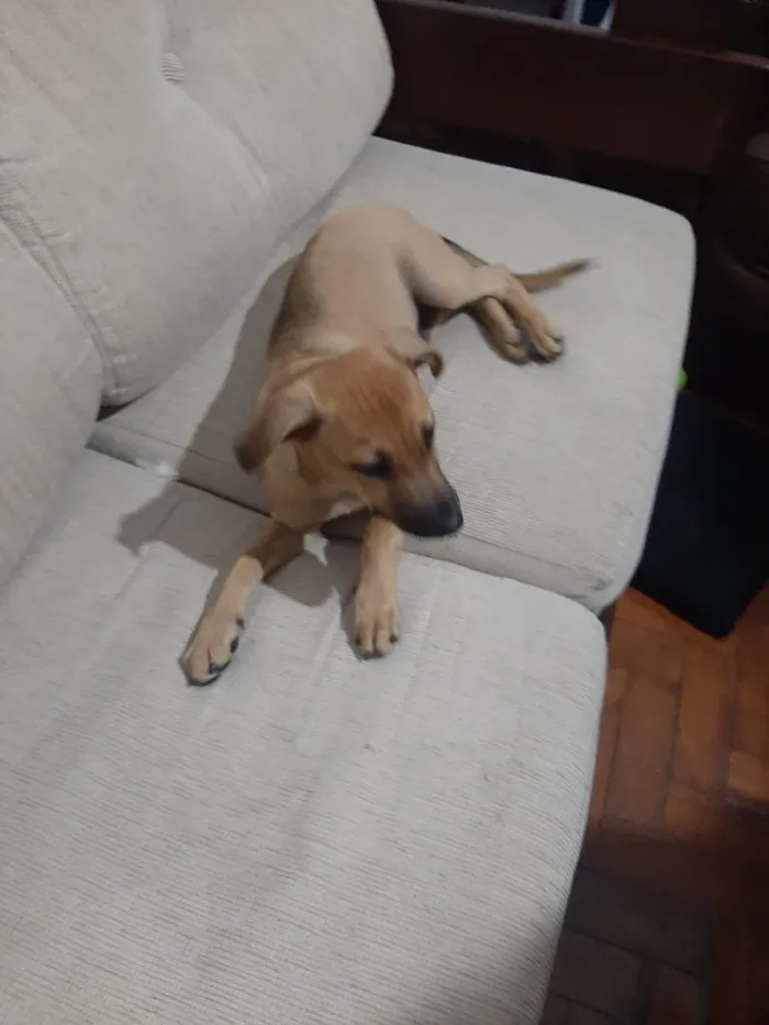 Cachorro raça SRD-ViraLata idade 2 a 6 meses nome Cleyton