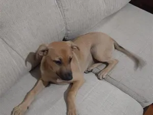 Cachorro raça SRD-ViraLata idade 2 a 6 meses nome Cleyton
