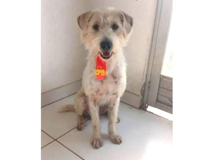 Cachorro raça SRD-ViraLata idade 1 ano nome Tommy