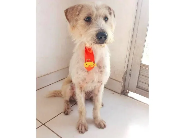 Cachorro raça SRD-ViraLata idade 1 ano nome Tommy