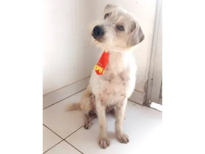 Cachorro raça SRD-ViraLata idade 1 ano nome Tommy