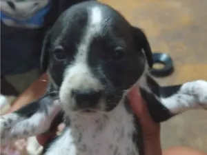 Cachorro raça SRD-ViraLata idade Abaixo de 2 meses nome BIANCA DA SILVA NOGUEIRA