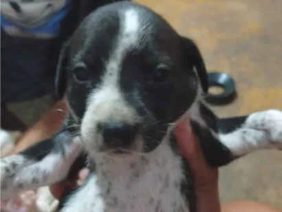 Cachorro raça SRD-ViraLata idade Abaixo de 2 meses nome BIANCA DA SILVA NOGUEIRA