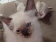 sn