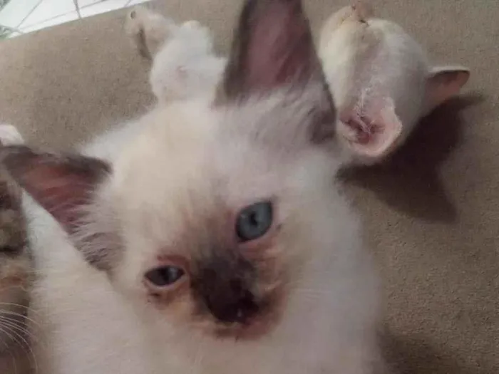 Gato raça SRD-ViraLata idade Abaixo de 2 meses nome sn